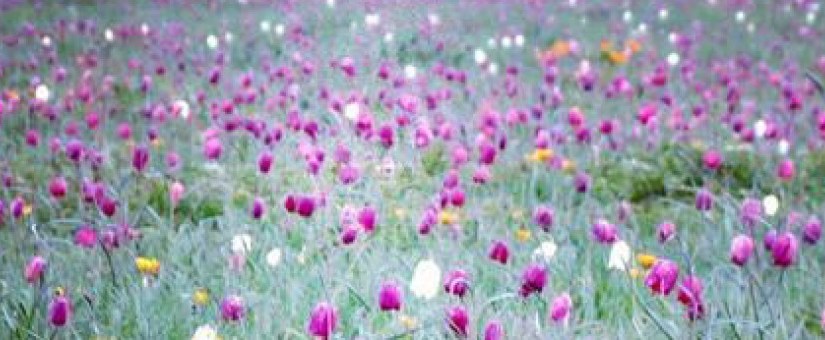 The chequered Snake Head’s Fritillary at&nbsp;Cricklade
