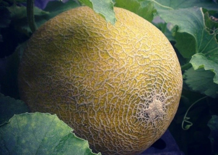 Grow juicy melons this&nbsp;summer