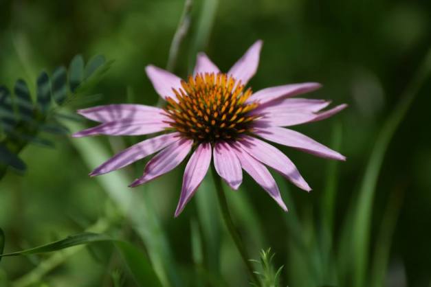 11885220_10153162889523546_3830478928869575483_n