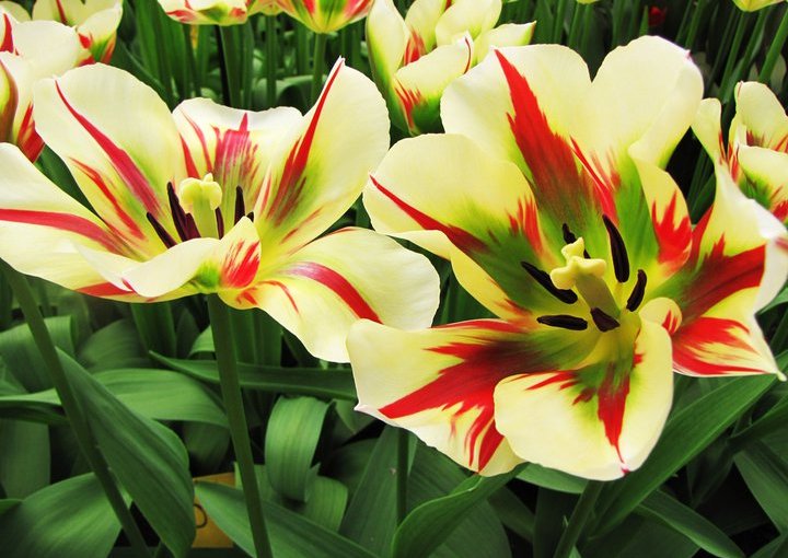 Flowering Bulbs (Geophytes)