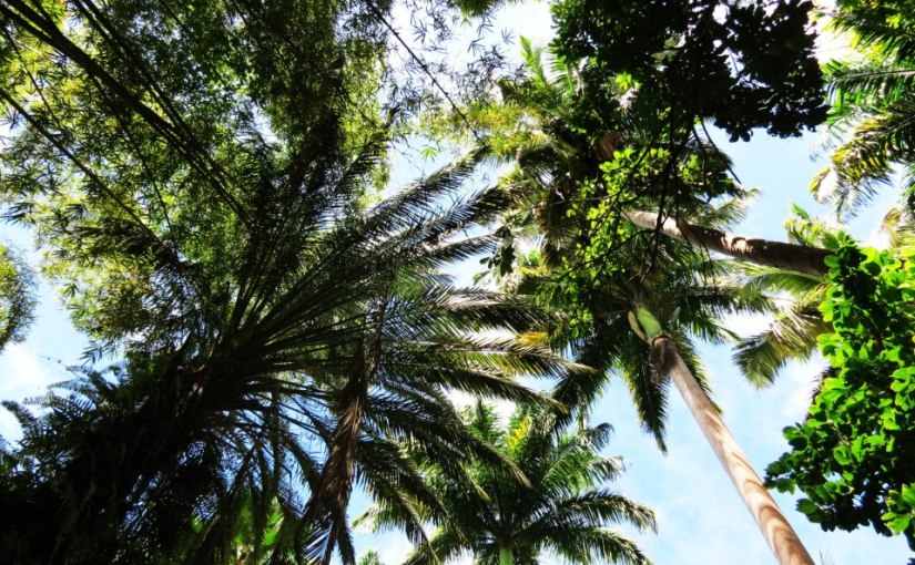 Flower Forest Barbados