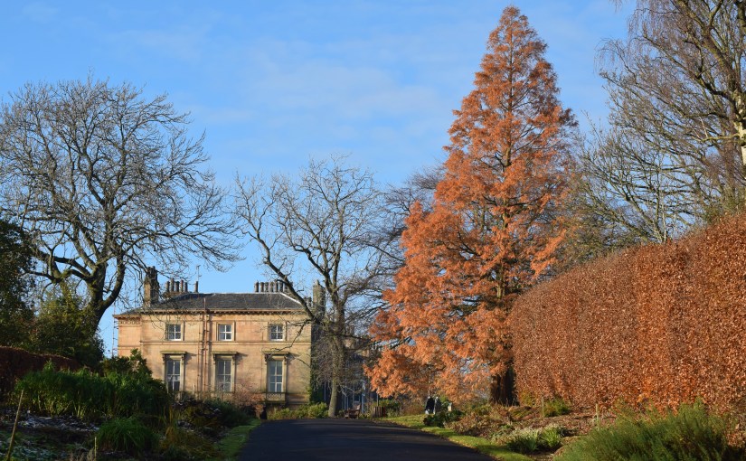 Metasequoia glyptostroboides
