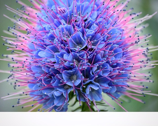 The Pride of&nbsp;Madeira