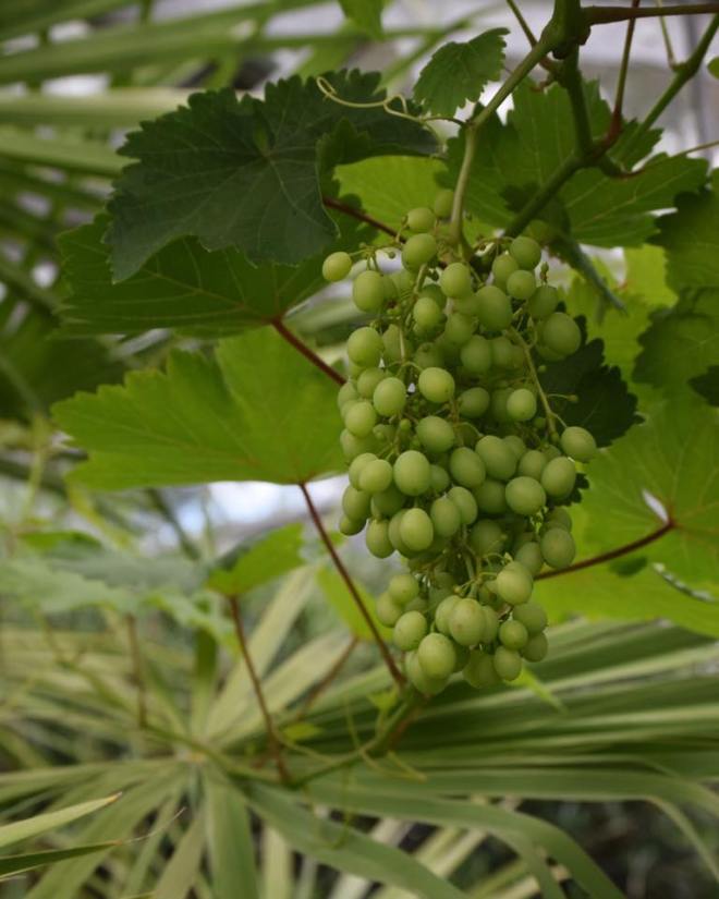 20374355_1530583450334879_6873705086252334013_n