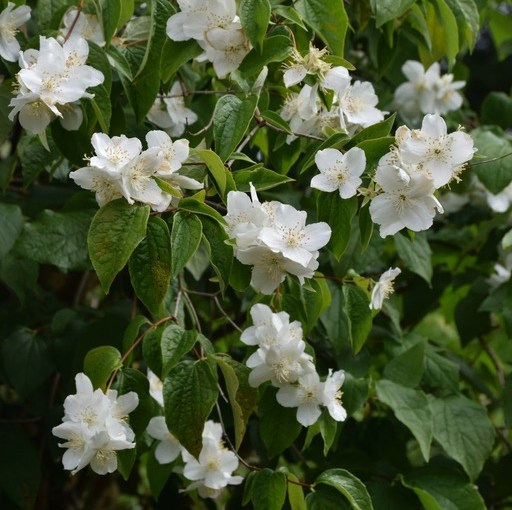Philadelphus